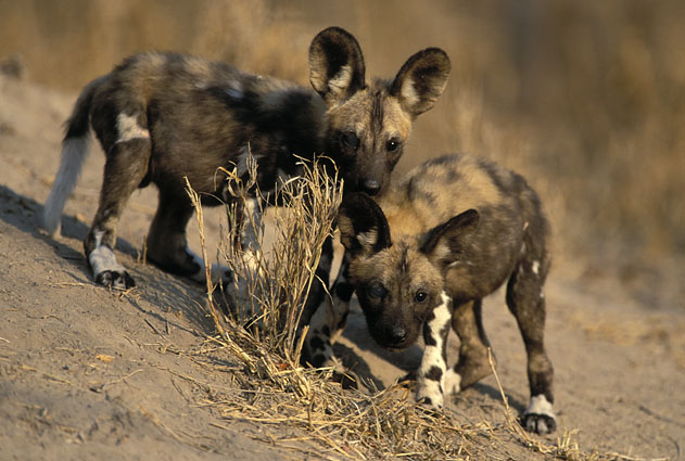 Afrikanische Wildhunde